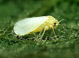 Silverleaf whitefly, Bemisia argentifolii