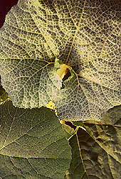 Whitefly-infested sugar pumpkin leaf