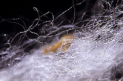 Sticky whitefly residue on cotton fiber