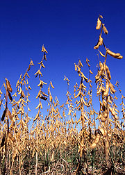 Soybeans ready for harvest. Click here for full photo caption.
