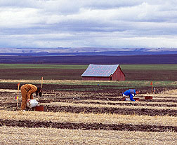 Scientists evaluate soil water infiltration in an experiment. Click here for full photo caption.