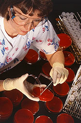 Biological technician searches a blood agar plate for Campylobacter colonies. Click here for full photo caption.