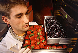 Fruits are freeze-dried by a technician for feeding in experimental fat diets. Click here for full photo caption.