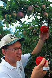 Entomologist Michael McGuire examines biodegradable pesticide-treated spheres in an apple orchard. Click here for full photo caption.
