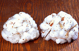 Samples of spindle-harvested, conventionally grown cotton (left) and stripper-harvested UNR cotton. Click here for full photo caption.