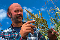 Maize geneticist observes the branched tassel trait of romosal mutant corn. Click here for full photo caption.