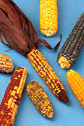 Ears of corn demonstrating some of the differences mutations maintained at the Maize Genetics Cooperation Stock Center. Click here for full photo caption.