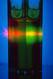 Laser light is used to analyze material extracted from canola seeds. Click here for full photo caption.