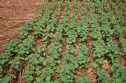 UNR cotton planted into a cover crop of black oats. Click here for full photo caption.
