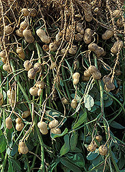 Peanut plant: Click here for photo caption.