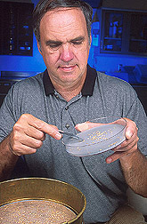 Entomologist collects red flour beetle larvae: Click here for full photo caption.
