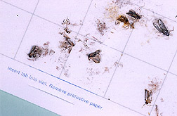 Indianmeal moths: Click here for full photo caption.