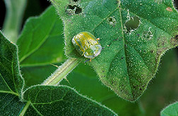 A tortoise beetle: Click here for full photo caption.
