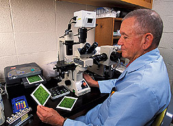 Microbiologist examines cells from cabbage looper: Click here for full photo caption.