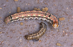 Budworm and caterpillar: Click here for full photo caption.