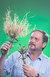 Entomologist examines corn roots: Click here for full photo caption.