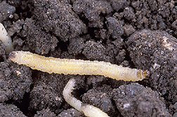 Western corn rootworm larvae: Click here for full photo caption.