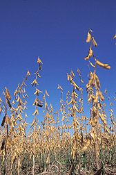 Soybeans: Click here for photo caption.