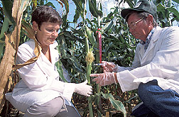 Plant physiologist and biological lab technician inoculate corn ears: Click here for full photo caption.