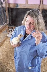 Physiologist gives a combination of bacteria to a turkey poult: Click here for full photo caption.