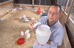 Visiting scientist adds a probiotic culture to the drinking water of turkey poults: Click here for full photo caption.