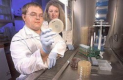 Physiologist and graduate student inspect plates to identify bacteria: Click here for full photo caption.