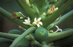 Flowers and young fruit of ARS's Laie Gold papaya: Click here for full photo caption.
