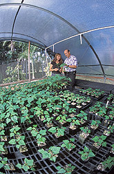 Horticulturist and Dennis Gonsalves in greenhouse containing micropropagated Rainbow plants: Click here for full photo caption.