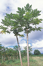 In foreground, two Rainbow papaya trees: Click here for full photo caption.