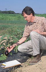Geneticist examines fruit of a Solanum melongena eggplant: Click here for full photo caption.