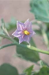 Flowers of eggplant: Click here for full photo caption.