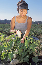 Technician inspects fruit for harvest: Click here for full photo caption.