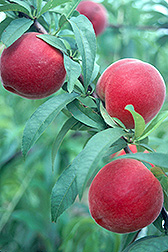 Photo: Gulfking peaches. Link to photo information
