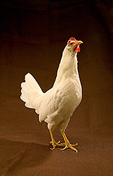 A chicken with the DNA of the Red Jungle Fowl line and a White Leghorn chicken: Click here for full photo caption.