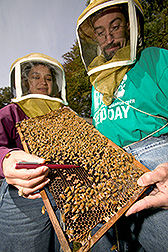 Research associate and technician rate honey bee colonies: Click here for full photo caption.