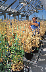 Photo: Plant physiologist harvests a wheat head. Link to photo information