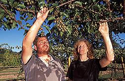 Two geneticists evaluate hardy kiwifruit: Click here for full photo caption.