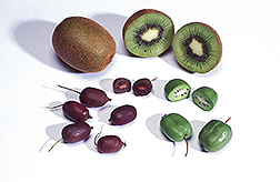 Photo: Familiar kiwifruit and grape-sized hardy kiwifruit. Link to photo information