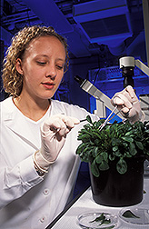 Ph.D. student harvests leaves for analysis: Click here for full photo caption.