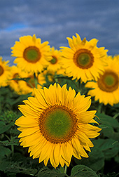 Sunflowers: Click here for photo caption.