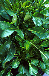 Thlaspi plants: Click here for full photo caption.