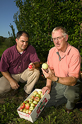Plant geneticist and horticulturist observe fruit diversity from seedling trees of M. sieversii: Click here for full photo caption.