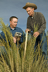 ARS agronomist and retired NRCS range conservationist measure new, taller forage kochia obtained from Uzbekistan: Click here for full photo caption.