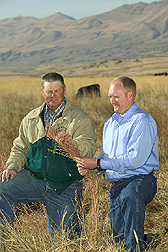 Utah rancher and geneticist discuss the nutritional quality of forage kochia and its grazing value during the fall and winter: Click here for full photo caption.