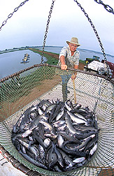 A fish farmer guides a basket containing 2,000 pounds of catfish into a truck for transport to a processing plant: Click here for full photo caption.