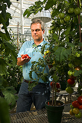 Molecular biologist examines high-lycopene tomatoes from HIGH-PIGMENT 1 mutant varieties: Click here for full photo caption.