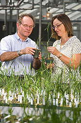 ARS support scientist and small grains breeder at Purdue University examine plants that are resistant and susceptible to Hessian fly: Click here for full photo caption.