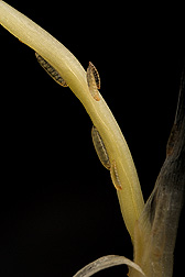 Hessian fly larvae can be seen feeding near the base of a susceptible plant (larvae are about 800 micrometers long): Click here for full photo caption.