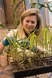 Computational biologist harvests maize tissue for RNA isolation: Click here for full photo caption.