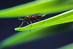 A female Hessian fly, about one-eighth-inch long: Click here for photo caption.